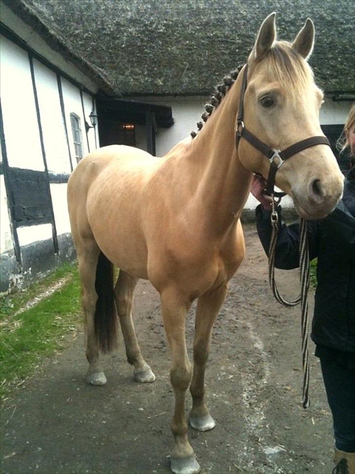 Anden særlig race Sioux - til stævne den 29-05-2011 billede 15
