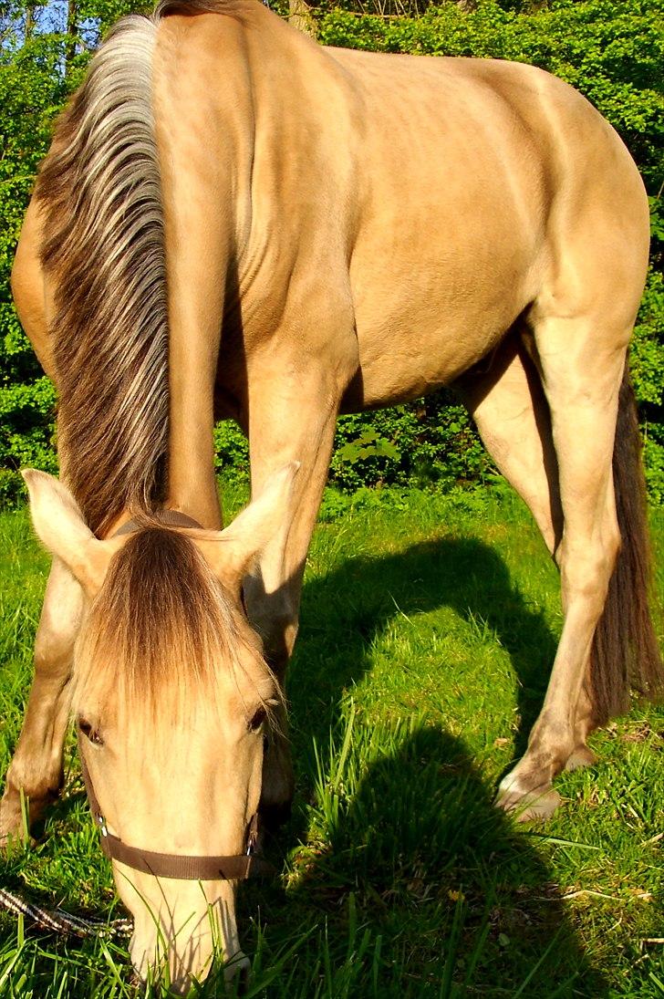 Anden særlig race Sioux billede 16