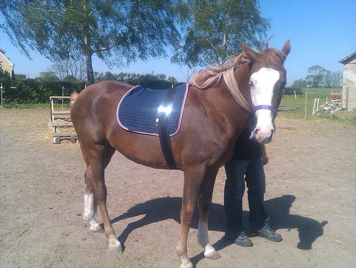 Anden særlig race Güzel billede 1