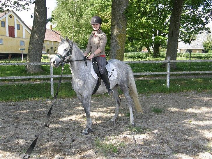 Welsh Partbred (Sec F) Klintholms Miss Shania billede 7