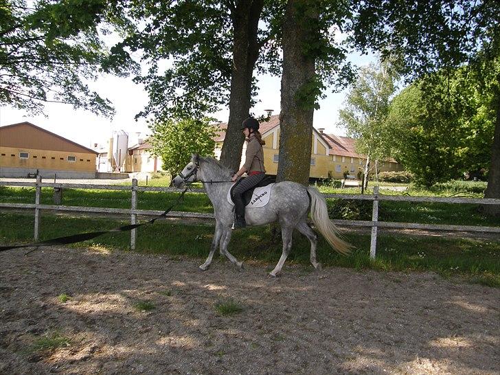 Welsh Partbred (Sec F) Klintholms Miss Shania billede 8