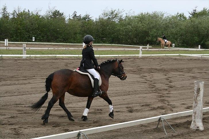 Dartmoor Mille Musen. ..solgt billede 9