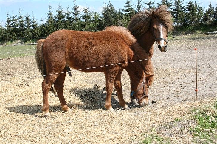 Islænder Lukas Vetur..solgt billede 5