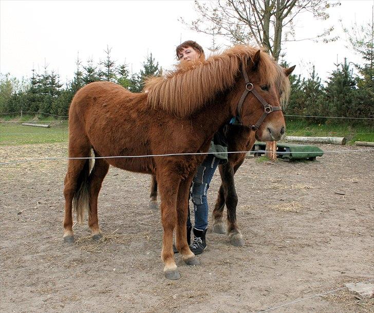 Islænder Lukas Vetur..solgt - Lukas Vetur maj 2011 billede 2