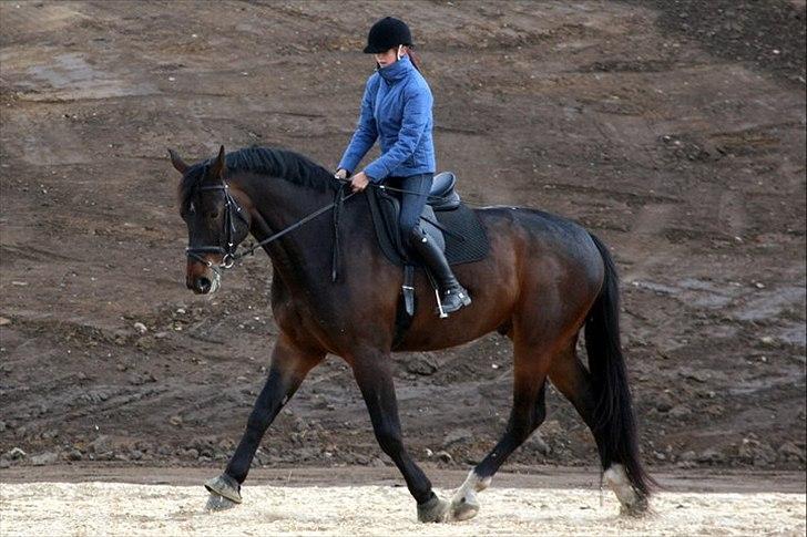 Oldenborg Amarone (KÆMPEN) - trav :)) foto : Nina schmølz billede 19