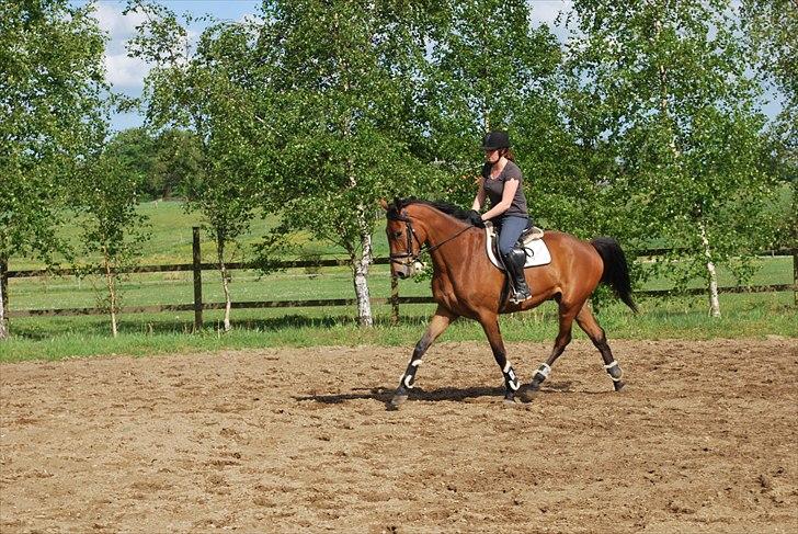 Trakehner Nemo - 13 billede 16