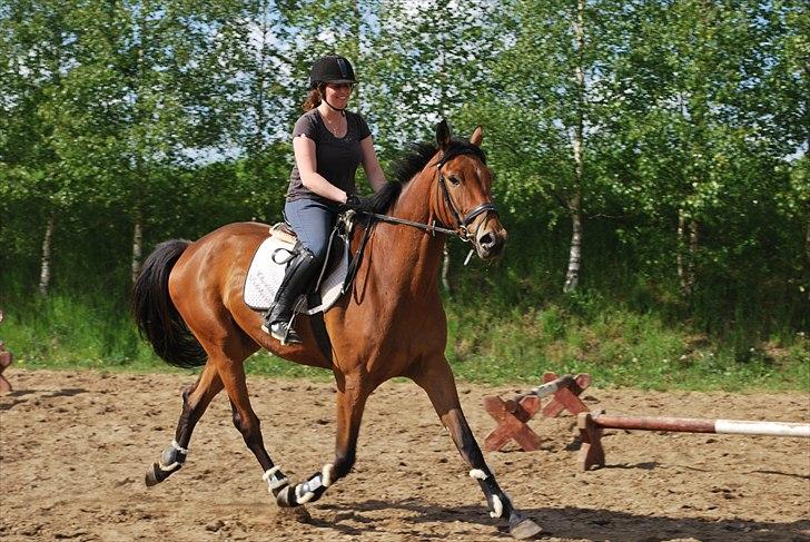 Trakehner Nemo - 14.  billede 17