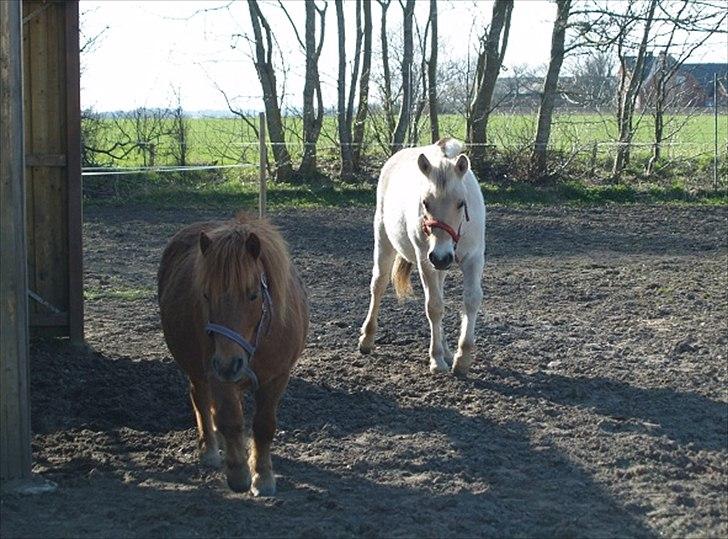 Anden særlig race Stjerne billede 10