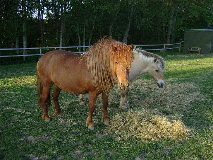 Islænder Hafdis fra Nørmark billede 17
