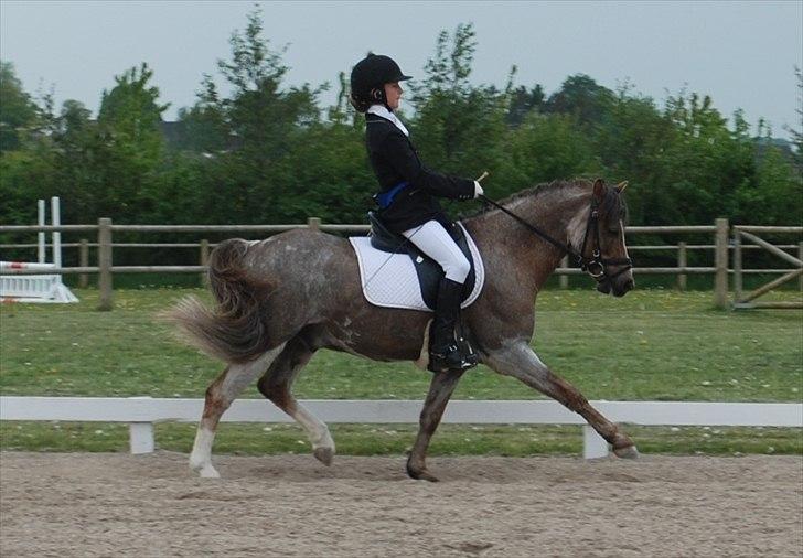 Welsh Pony af Cob-type (sec C) Lyngvejens Max - Opvarmning, han gik rigtig godt! <333 billede 16