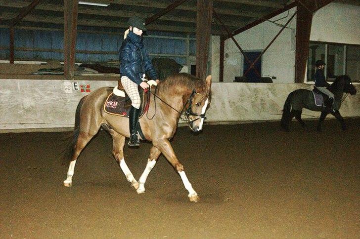 DSP Laban. - Laban og jeg dressue<3 billede 18