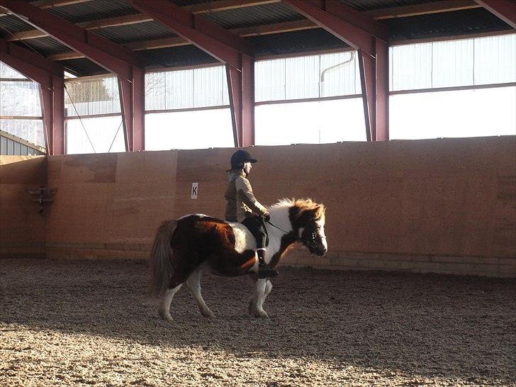 Shetlænder Lucky - føste trave tur på Lucky:D efter og har stået stille hele sommeren:C billede 3