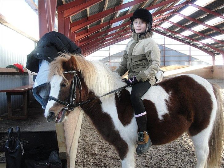 Shetlænder Lucky - Lucky <3 billede 4