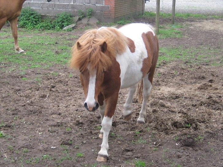 Shetlænder Bruno (SOLGT) ):   billede 13