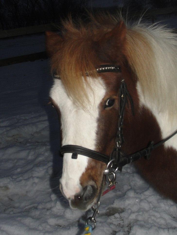 Shetlænder Lucky - føste vinter med Lucky 2010<3 billede 5