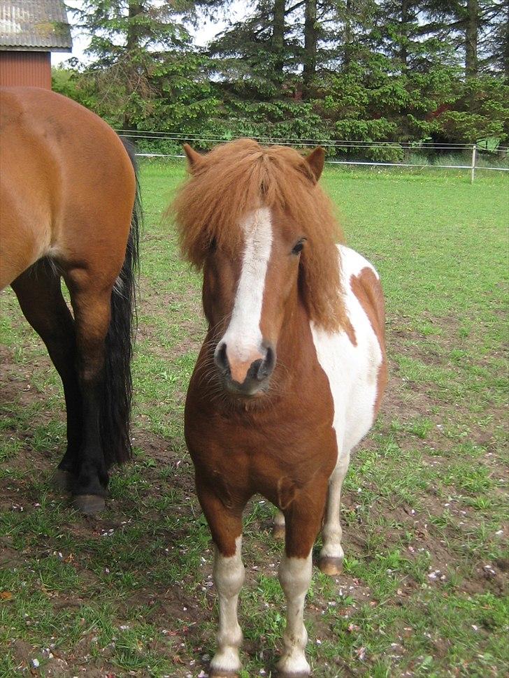 Shetlænder Bruno (SOLGT) ):   billede 2