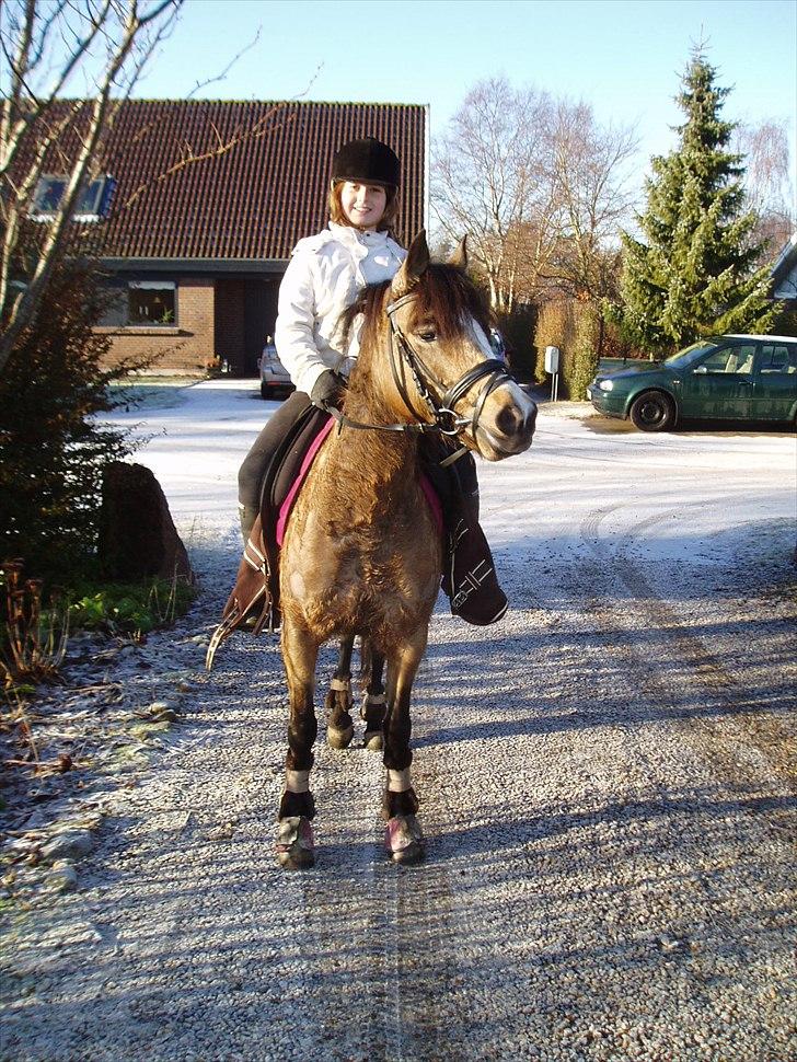 Anden særlig race Damgårds Maggie billede 10