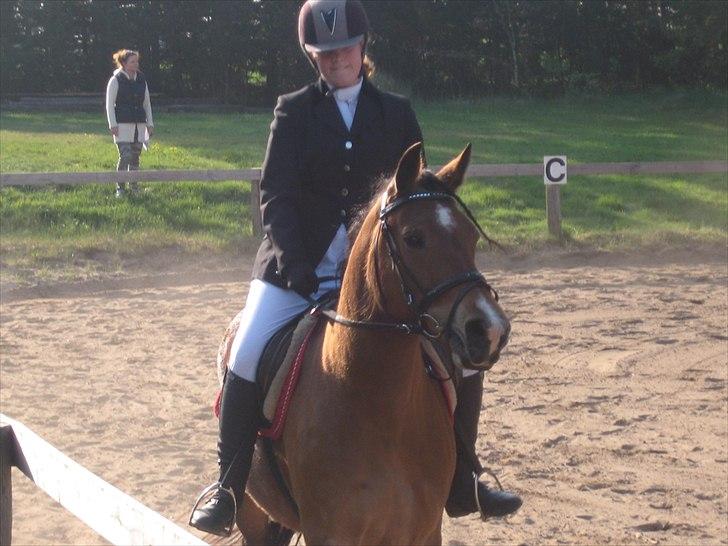 Nordsvensk Skovhest Smilla billede 2