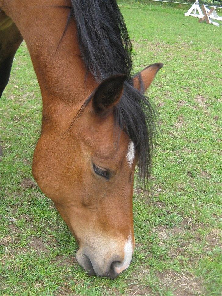 Nordsvensk Skovhest Smilla billede 3