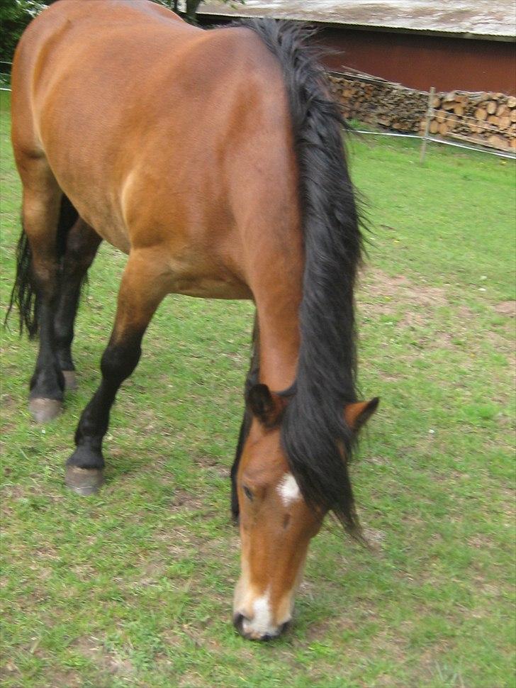 Nordsvensk Skovhest Smilla billede 4