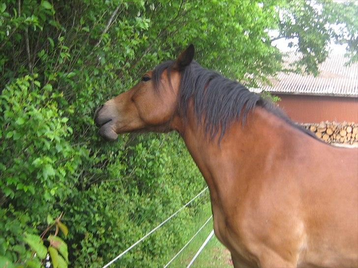 Nordsvensk Skovhest Smilla billede 5