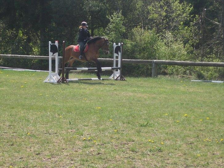 Nordsvensk Skovhest Smilla billede 10