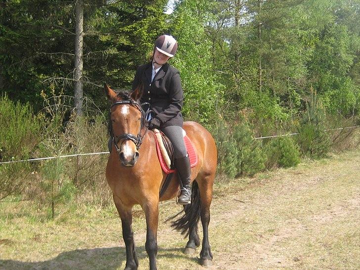 Nordsvensk Skovhest Smilla billede 11