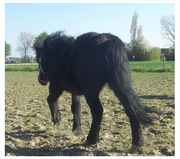 Anden særlig race Buller billede 13