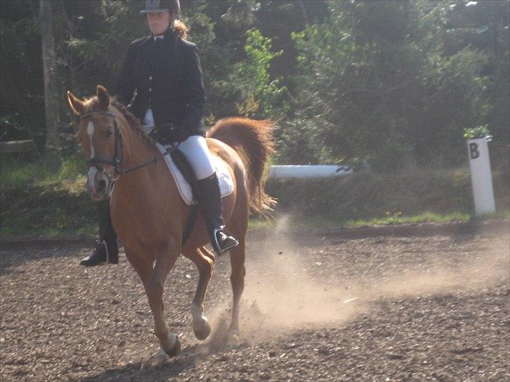 Hollandsk Sportspony Astrid Lovly Lady (SOLGT) ):  billede 12