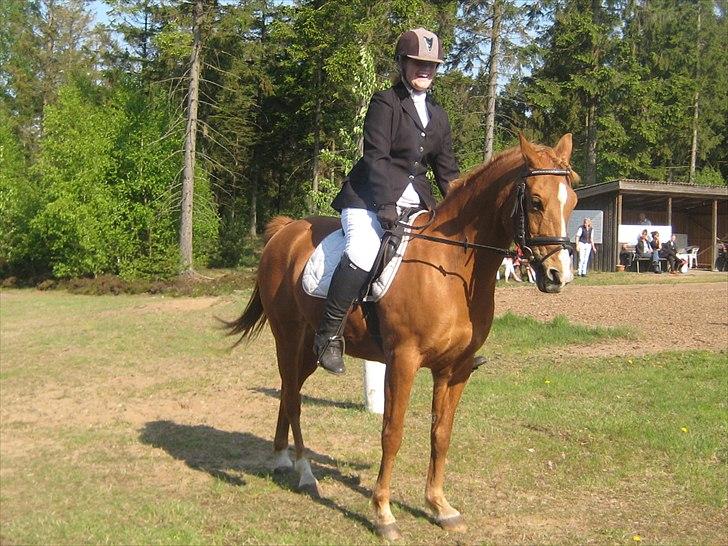 Hollandsk Sportspony Astrid Lovly Lady (SOLGT) ):  billede 6