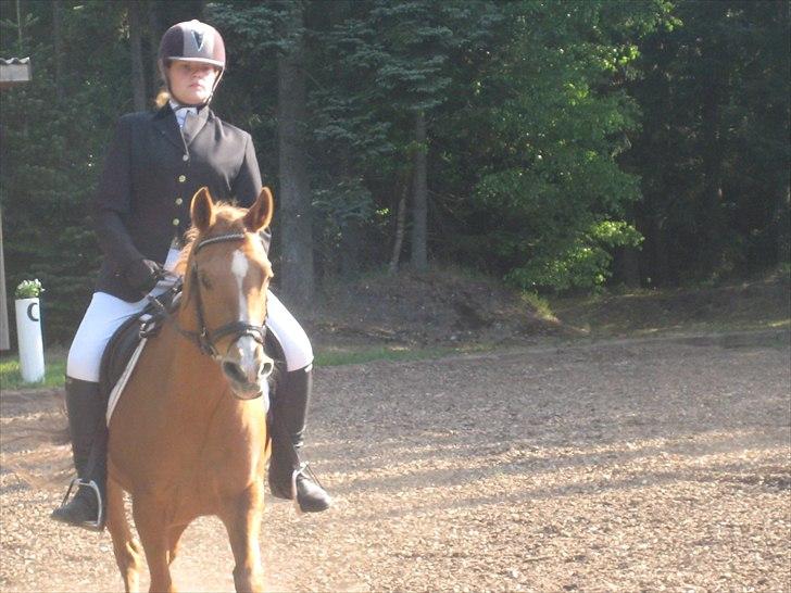 Hollandsk Sportspony Astrid Lovly Lady (SOLGT) ):  billede 13