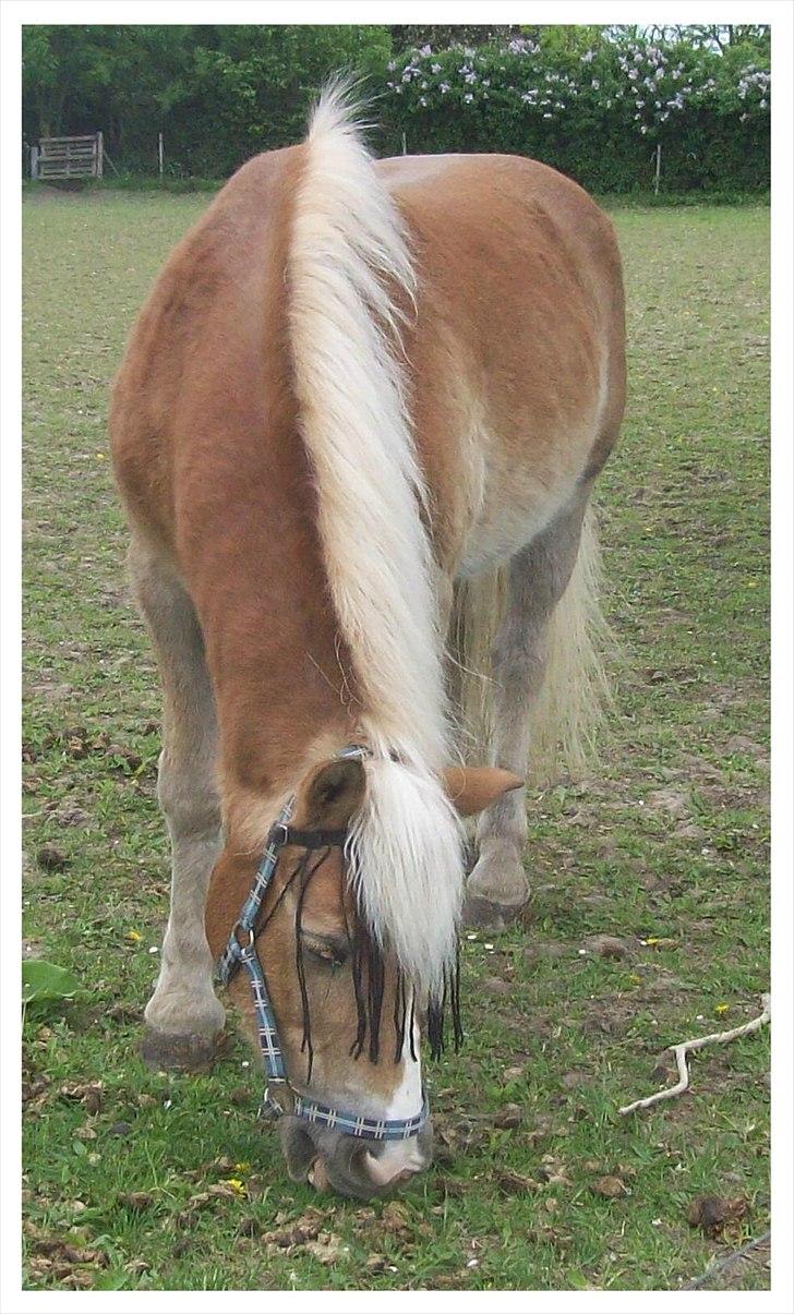 Tyroler Haflinger Nuser. - Nuser er kommet på pension, råhygge og med et lille flexjob, selskab for Ozzy. billede 3