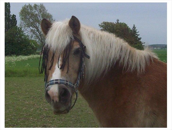 Tyroler Haflinger Nuser. billede 15