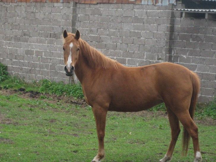 Hollandsk Sportspony Astrid Lovly Lady (SOLGT) ):  billede 14