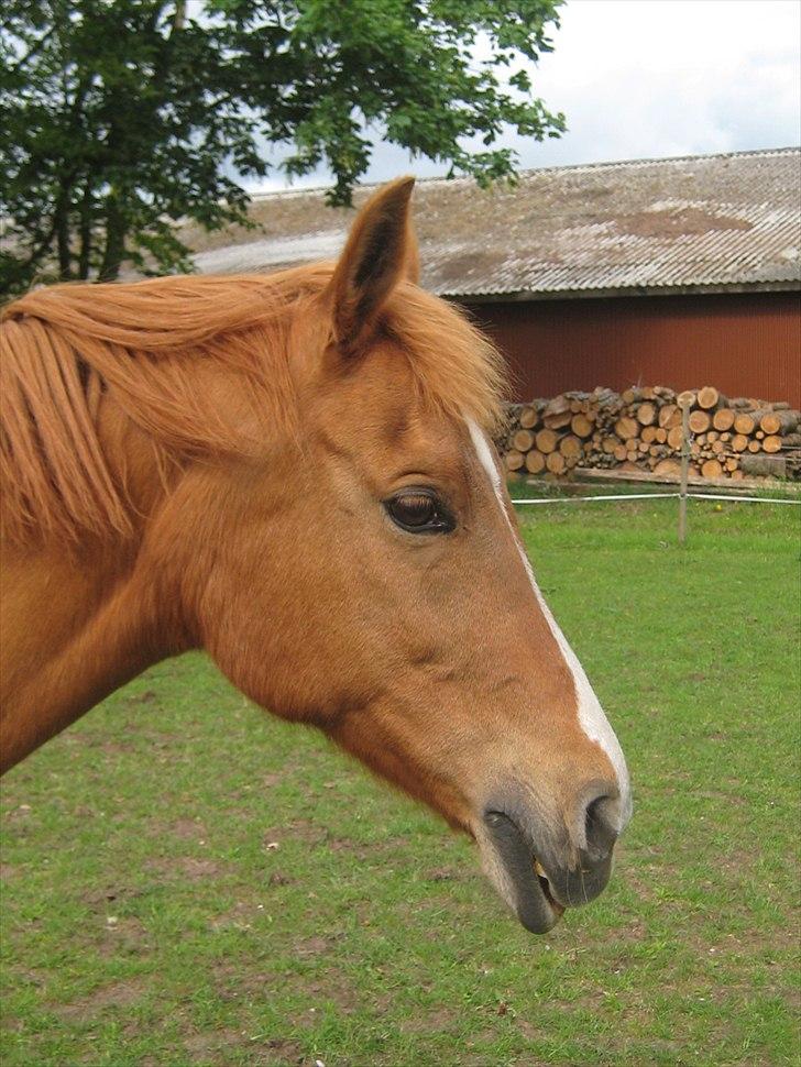 Hollandsk Sportspony Astrid Lovly Lady (SOLGT) ):  billede 8