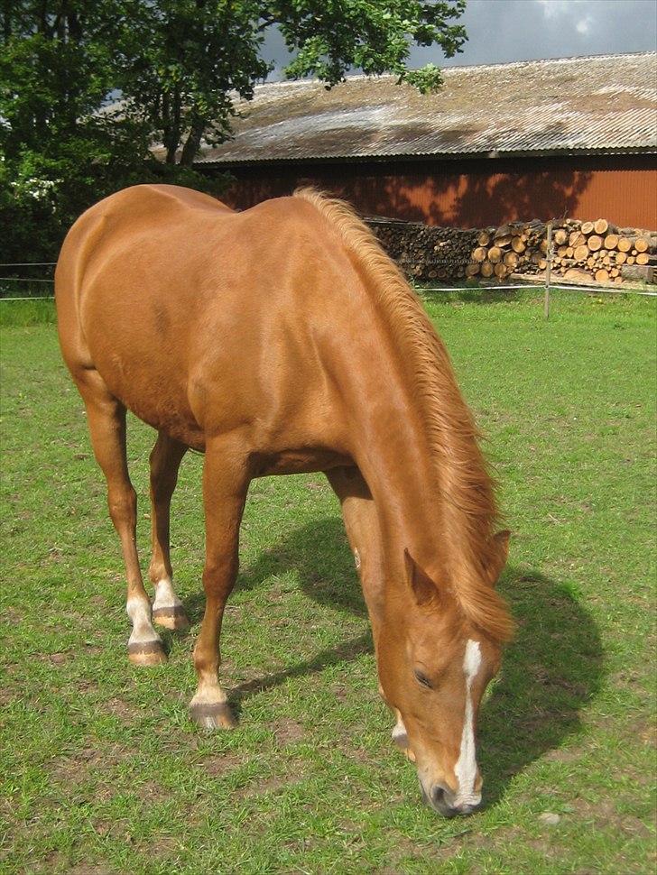 Hollandsk Sportspony Astrid Lovly Lady (SOLGT) ):  billede 4