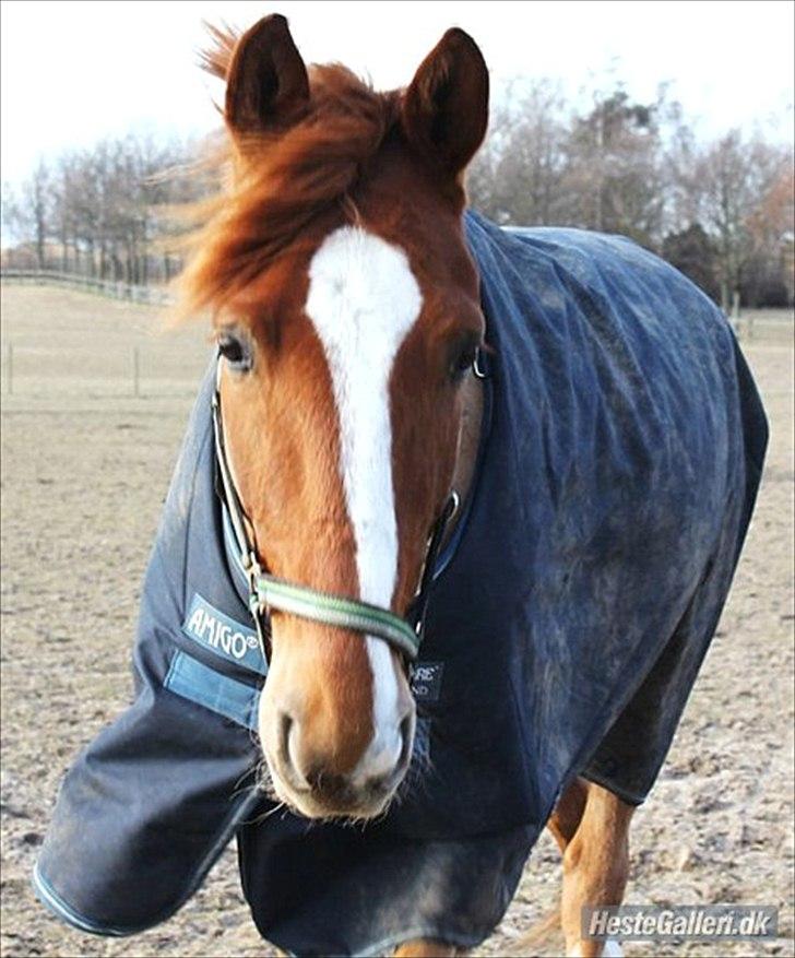 Fransk Varmblod Pickpocket billede 1