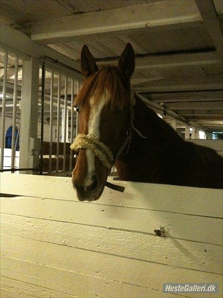 Fransk Varmblod Pickpocket billede 2