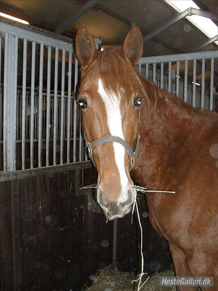 Fransk Varmblod Pickpocket billede 3