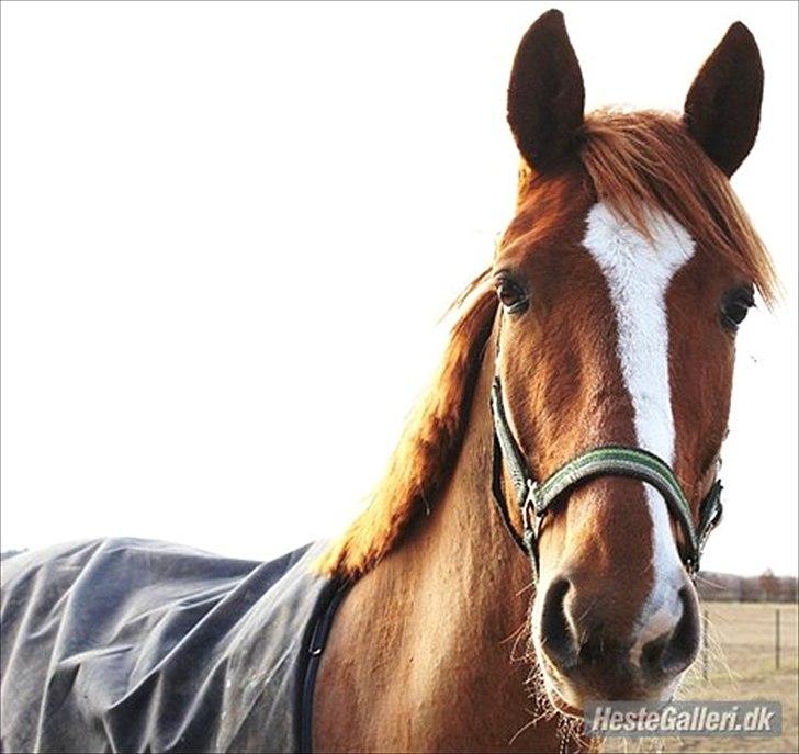 Fransk Varmblod Pickpocket billede 4