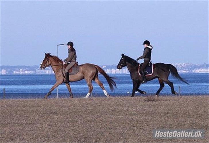Fransk Varmblod Pickpocket - Chago Junior og min datter & Pocket og gamle ejer på marken :) billede 5