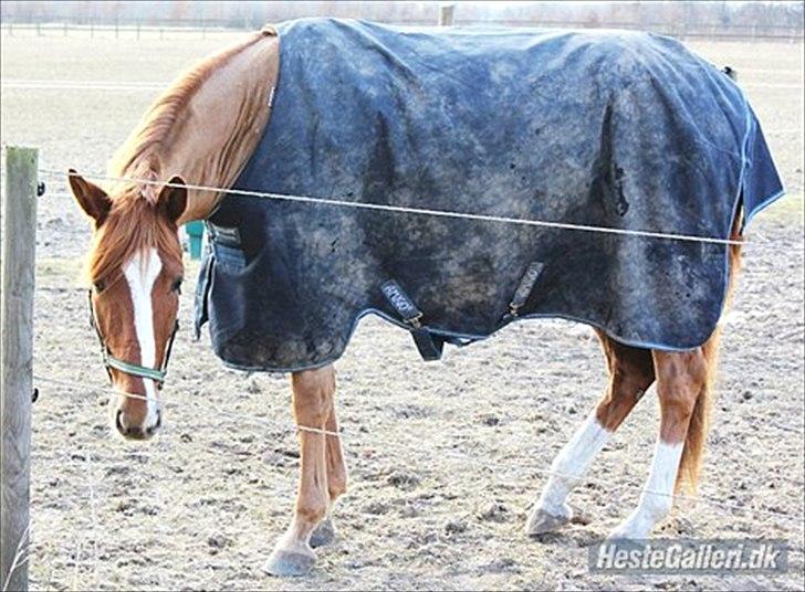 Fransk Varmblod Pickpocket billede 6