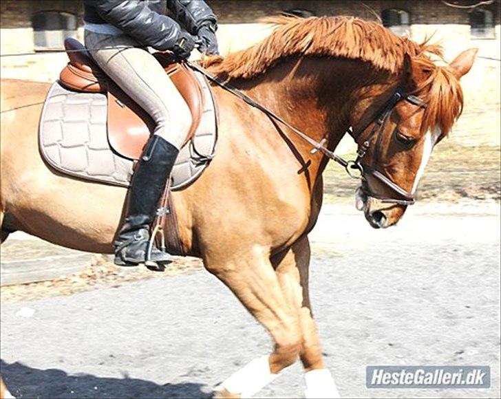 Fransk Varmblod Pickpocket - gamle ejer og Pocket (har fået tilladelse) billede 8