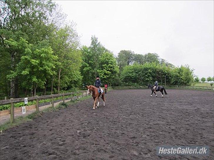 Fransk Varmblod Pickpocket billede 10