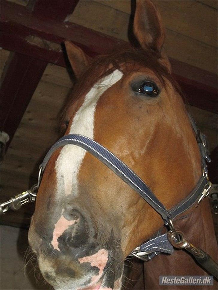 Fransk Varmblod Pickpocket billede 11