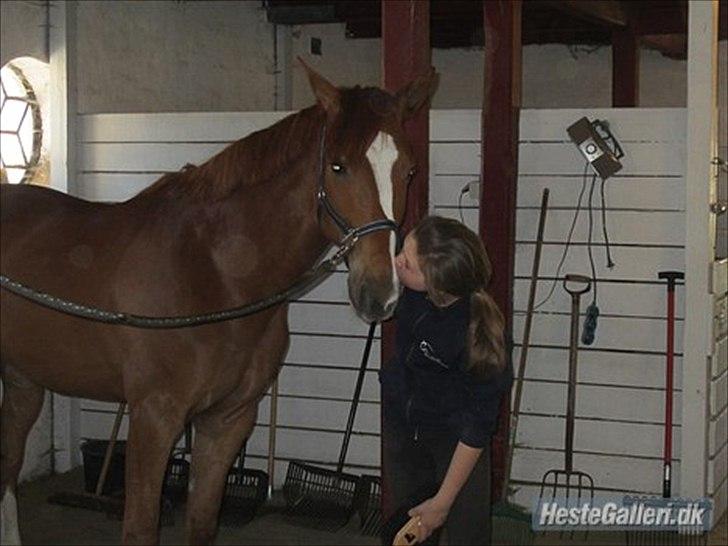 Fransk Varmblod Pickpocket - Datter&Pocket billede 12