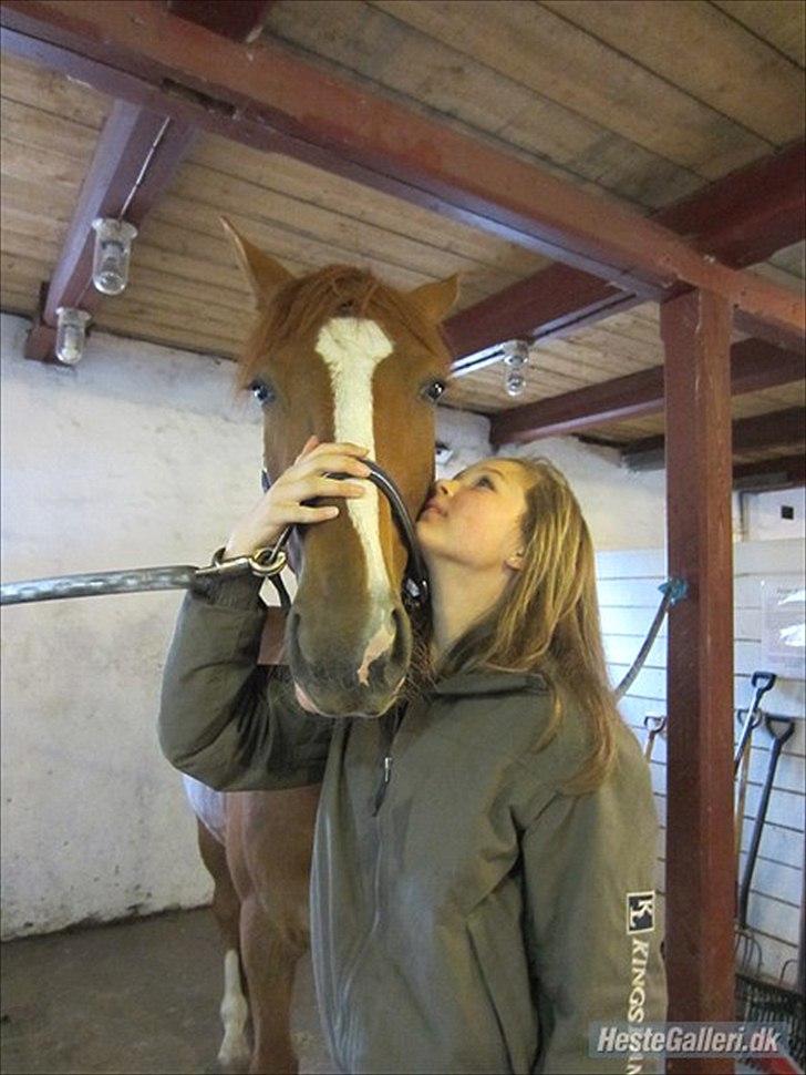 Fransk Varmblod Pickpocket - Datter&Pocket billede 13