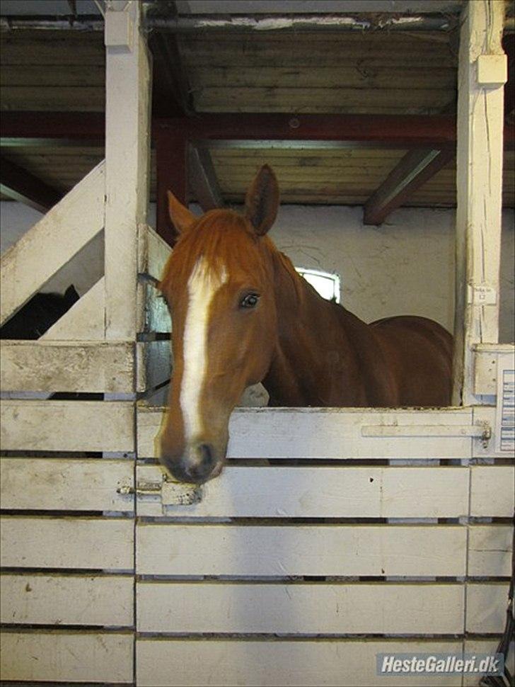 Fransk Varmblod Pickpocket billede 14