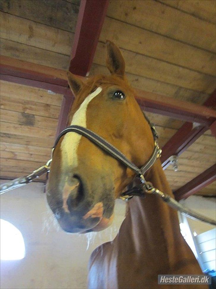 Fransk Varmblod Pickpocket billede 15