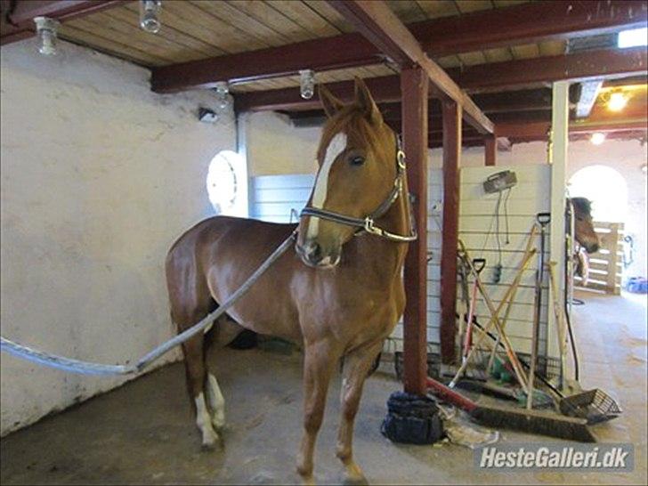 Fransk Varmblod Pickpocket - Pocket&gamle ejer har fået tilladelse til at sætte billedet ind :) billede 16